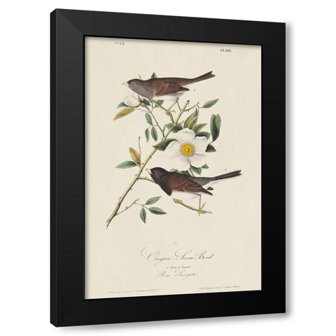Oregon Snow Bird (ASH) Black Modern Wood Framed Art Print by Audubon, John James