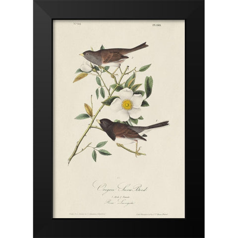 Oregon Snow Bird (ASH) Black Modern Wood Framed Art Print by Audubon, John James