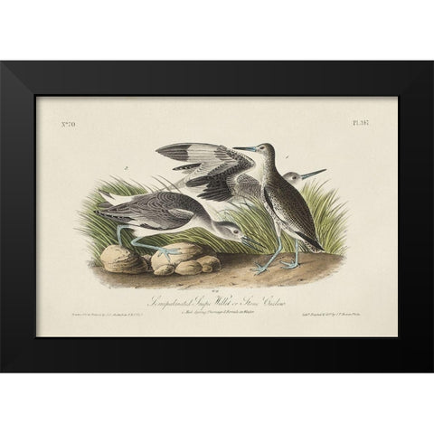 Stone Curlew (ASH) Black Modern Wood Framed Art Print by Audubon, John James