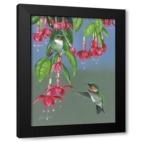 Hummers and Fuchsia Black Modern Wood Framed Art Print with Double Matting by Szatkowski, Fred