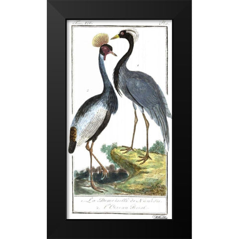 Buffon Cranes and Herons II Black Modern Wood Framed Art Print by Buffon