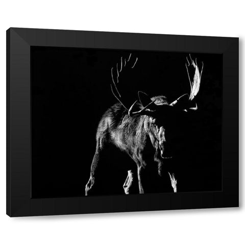 Bullish Black Modern Wood Framed Art Print by Chapman, Julie