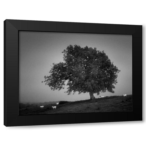 Evening Light I Black Modern Wood Framed Art Print by Henson, Martin