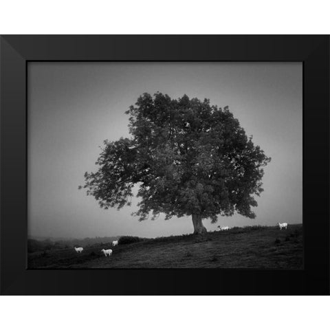 Evening Light I Black Modern Wood Framed Art Print by Henson, Martin