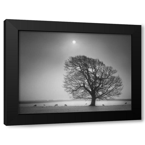 Evening Light II Black Modern Wood Framed Art Print by Henson, Martin