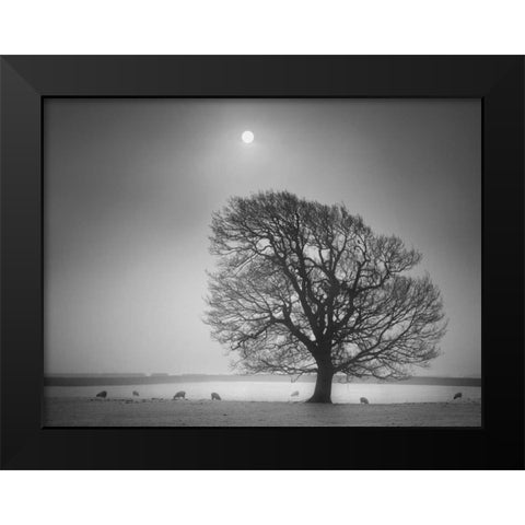 Evening Light II Black Modern Wood Framed Art Print by Henson, Martin