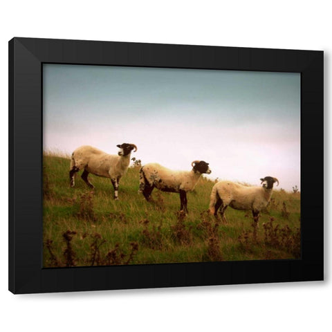 Wooly Friends I Black Modern Wood Framed Art Print by Bell, Lillian
