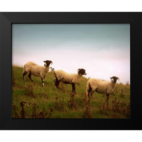 Wooly Friends I Black Modern Wood Framed Art Print by Bell, Lillian