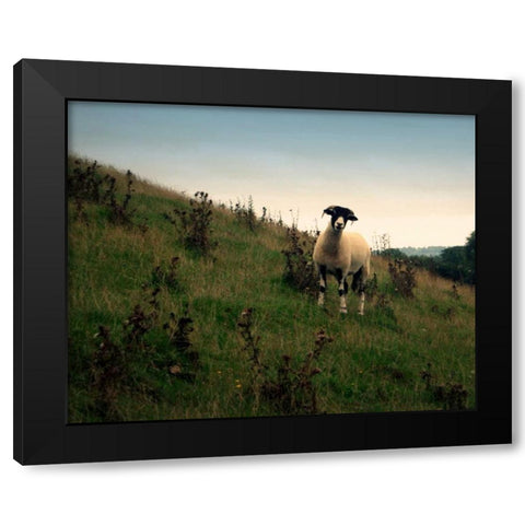 Wooly Friends II Black Modern Wood Framed Art Print by Bell, Lillian