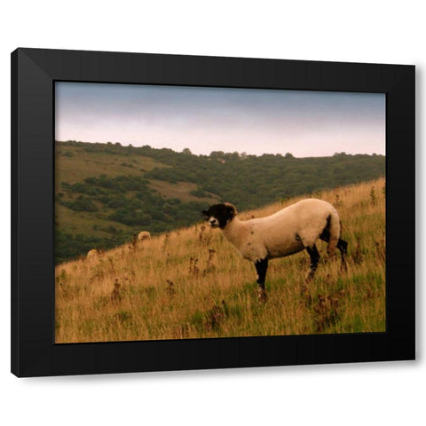 Wooly Friends III Black Modern Wood Framed Art Print by Bell, Lillian