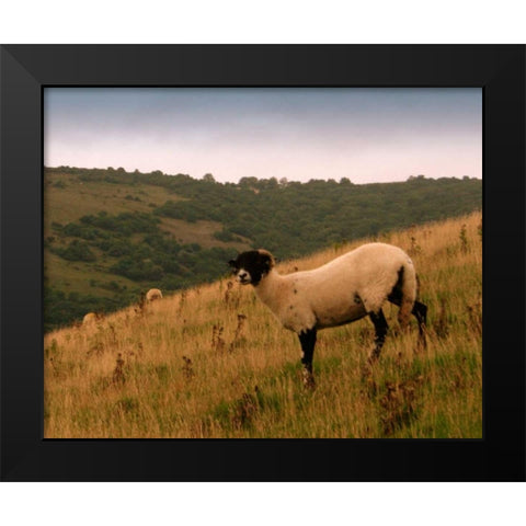 Wooly Friends III Black Modern Wood Framed Art Print by Bell, Lillian
