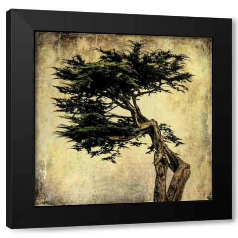 Grand Cypress Black Modern Wood Framed Art Print with Double Matting by Malek, Honey