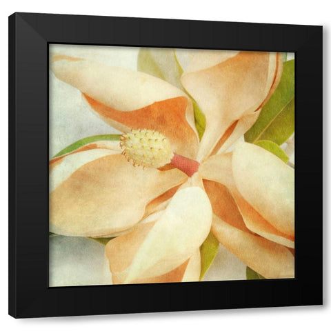 Vintage Magnolia I Black Modern Wood Framed Art Print with Double Matting by Malek, Honey