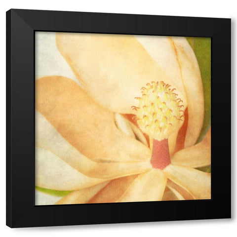 Vintage Magnolia II Black Modern Wood Framed Art Print with Double Matting by Malek, Honey
