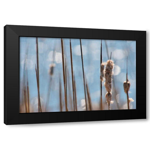 Light Dance on Cattails I Black Modern Wood Framed Art Print by Robertson, Leda