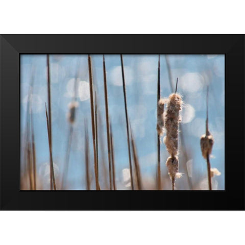Light Dance on Cattails I Black Modern Wood Framed Art Print by Robertson, Leda
