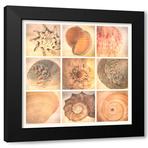 Coral Seashells Black Modern Wood Framed Art Print by Malek, Honey