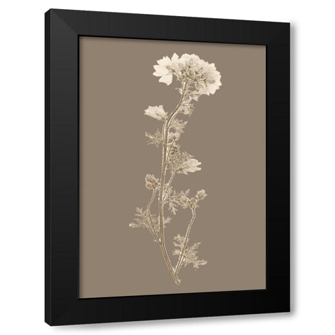 Taupe Nature Study I Custom Black Modern Wood Framed Art Print with Double Matting by Vision Studio