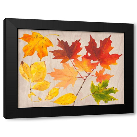 Autumn Leaves Collection A Black Modern Wood Framed Art Print with Double Matting by Miller, Dianne