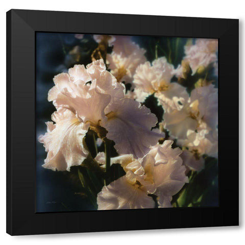 Bearded Iris Black Modern Wood Framed Art Print by Bogle, Collin
