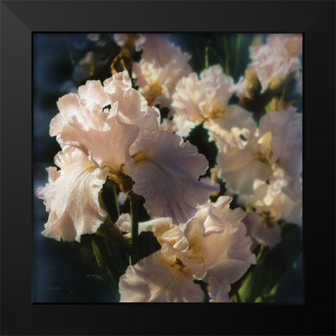 Bearded Iris Black Modern Wood Framed Art Print by Bogle, Collin