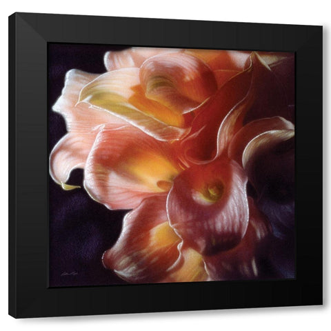Calla Lilies - Emerging Dawn Black Modern Wood Framed Art Print by Bogle, Collin