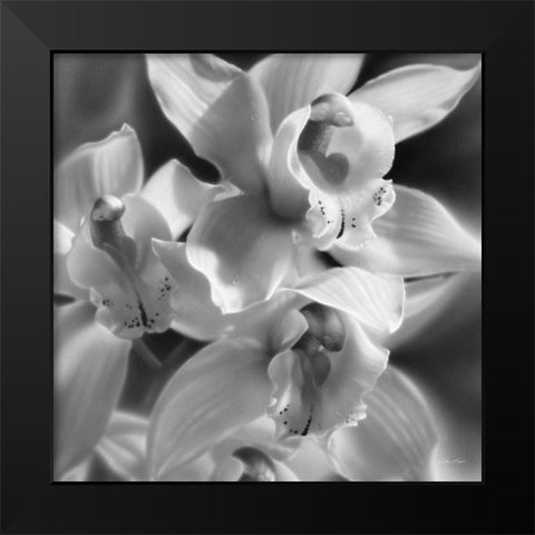 Orchids - BandW Black Modern Wood Framed Art Print by Bogle, Collin
