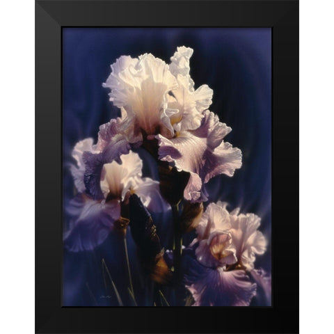 Purple Iris Black Modern Wood Framed Art Print by Bogle, Collin