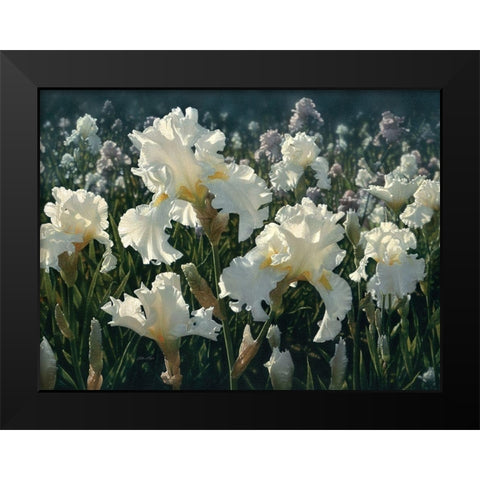 White Rose Garden Black Modern Wood Framed Art Print by Bogle, Collin
