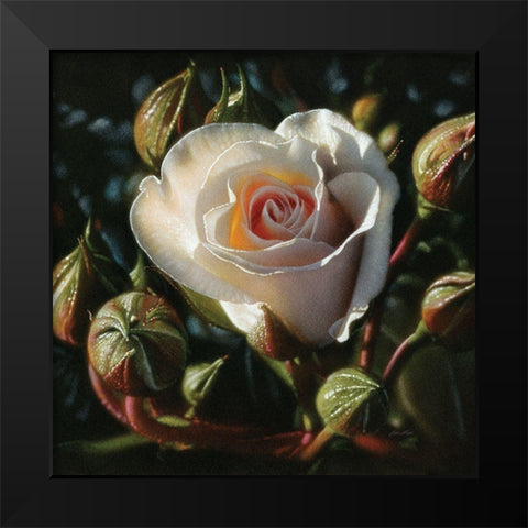 White Rose - First Born Black Modern Wood Framed Art Print by Bogle, Collin
