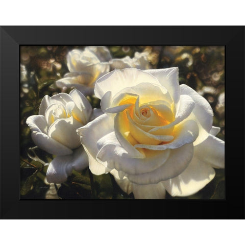 White Roses Black Modern Wood Framed Art Print by Bogle, Collin