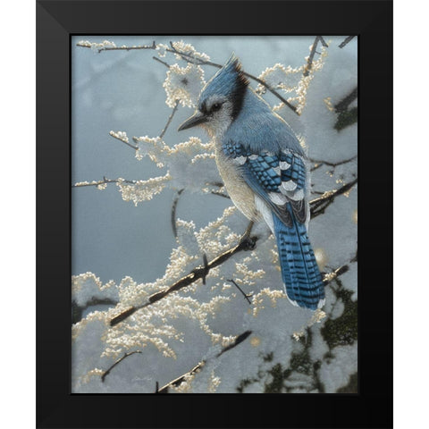 Blue Jay - On the Fence Black Modern Wood Framed Art Print by Bogle, Collin