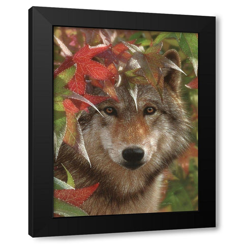 Wolf - Autumn Encounter Black Modern Wood Framed Art Print by Bogle, Collin
