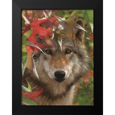Wolf - Autumn Encounter Black Modern Wood Framed Art Print by Bogle, Collin