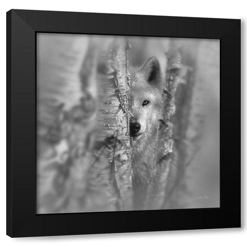 Wolf - Focused - BandW Black Modern Wood Framed Art Print by Bogle, Collin