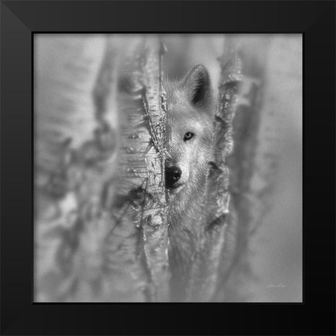 Wolf - Focused - BandW Black Modern Wood Framed Art Print by Bogle, Collin