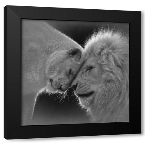 White Lion Love - BandW Black Modern Wood Framed Art Print with Double Matting by Bogle, Collin