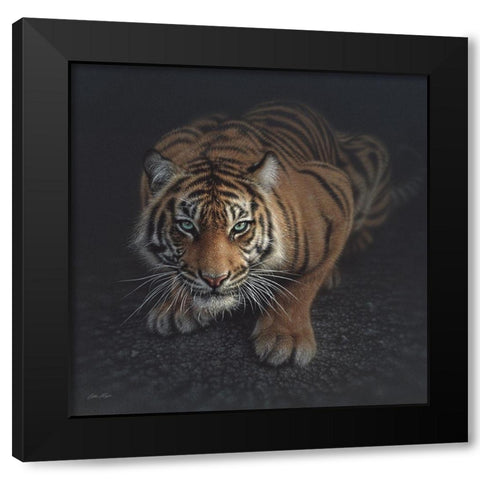 Crouching Tiger Black Modern Wood Framed Art Print by Bogle, Collin