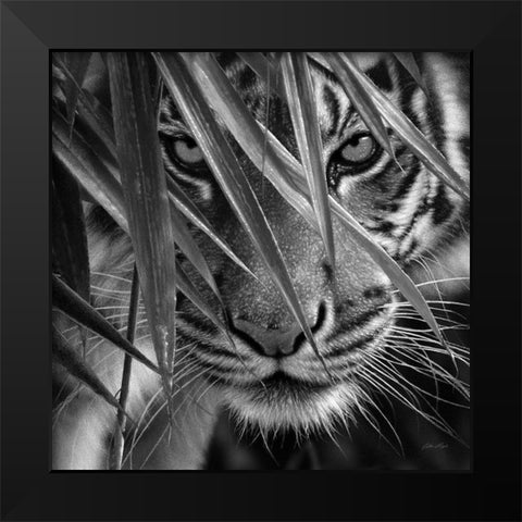 Tiger - Blue Eyes Bamboo - BandW Black Modern Wood Framed Art Print by Bogle, Collin