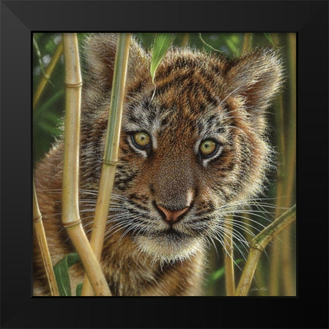 Tiger Cub - Discovery Black Modern Wood Framed Art Print by Bogle, Collin
