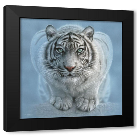 White Tiger - Wild Intentions Square Black Modern Wood Framed Art Print with Double Matting by Bogle, Collin