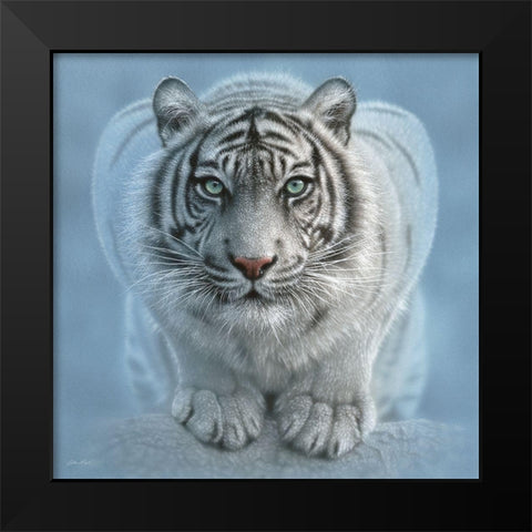 White Tiger - Wild Intentions Square Black Modern Wood Framed Art Print by Bogle, Collin