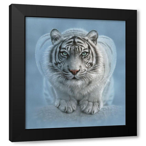 White Tiger - Wild Intentions Black Modern Wood Framed Art Print by Bogle, Collin