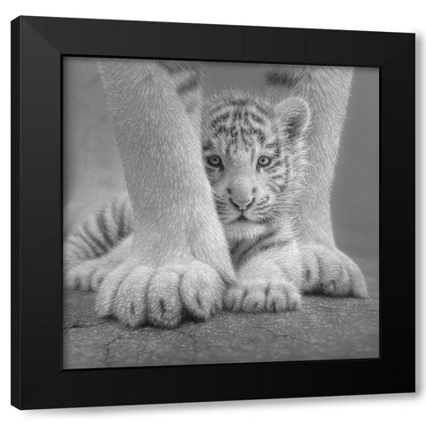 White Tiger Cub - Sheltered - BandW Black Modern Wood Framed Art Print with Double Matting by Bogle, Collin