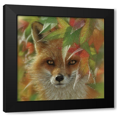 Autumn Red Fox Black Modern Wood Framed Art Print with Double Matting by Bogle, Collin