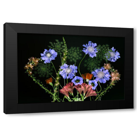 Botanical XI Black Modern Wood Framed Art Print with Double Matting by Frates, Dennis