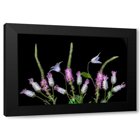 Botanical X Black Modern Wood Framed Art Print with Double Matting by Frates, Dennis