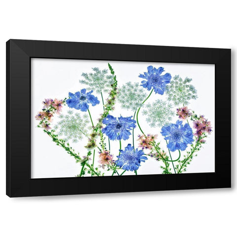 Botanical VII Black Modern Wood Framed Art Print by Frates, Dennis