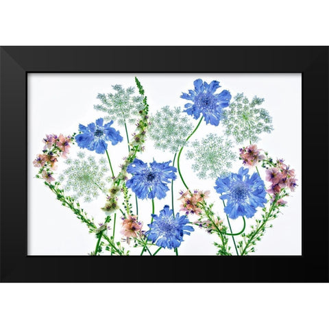 Botanical VII Black Modern Wood Framed Art Print by Frates, Dennis