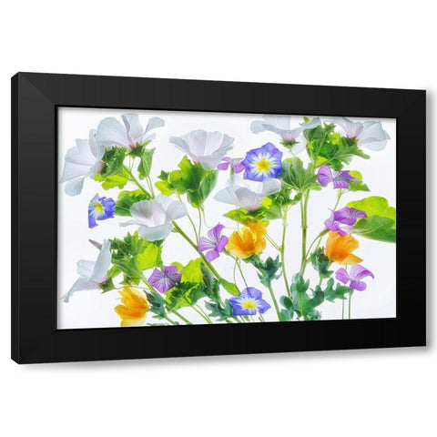 Botanical VI Black Modern Wood Framed Art Print by Frates, Dennis